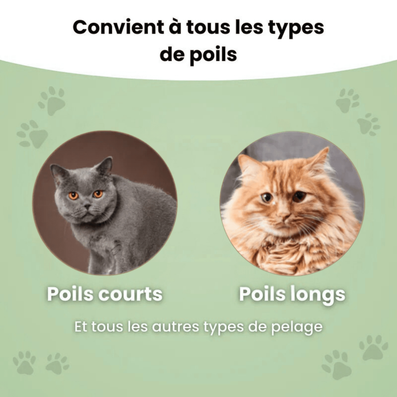 Brosse anti - poil pour chat - Le TroneCanin