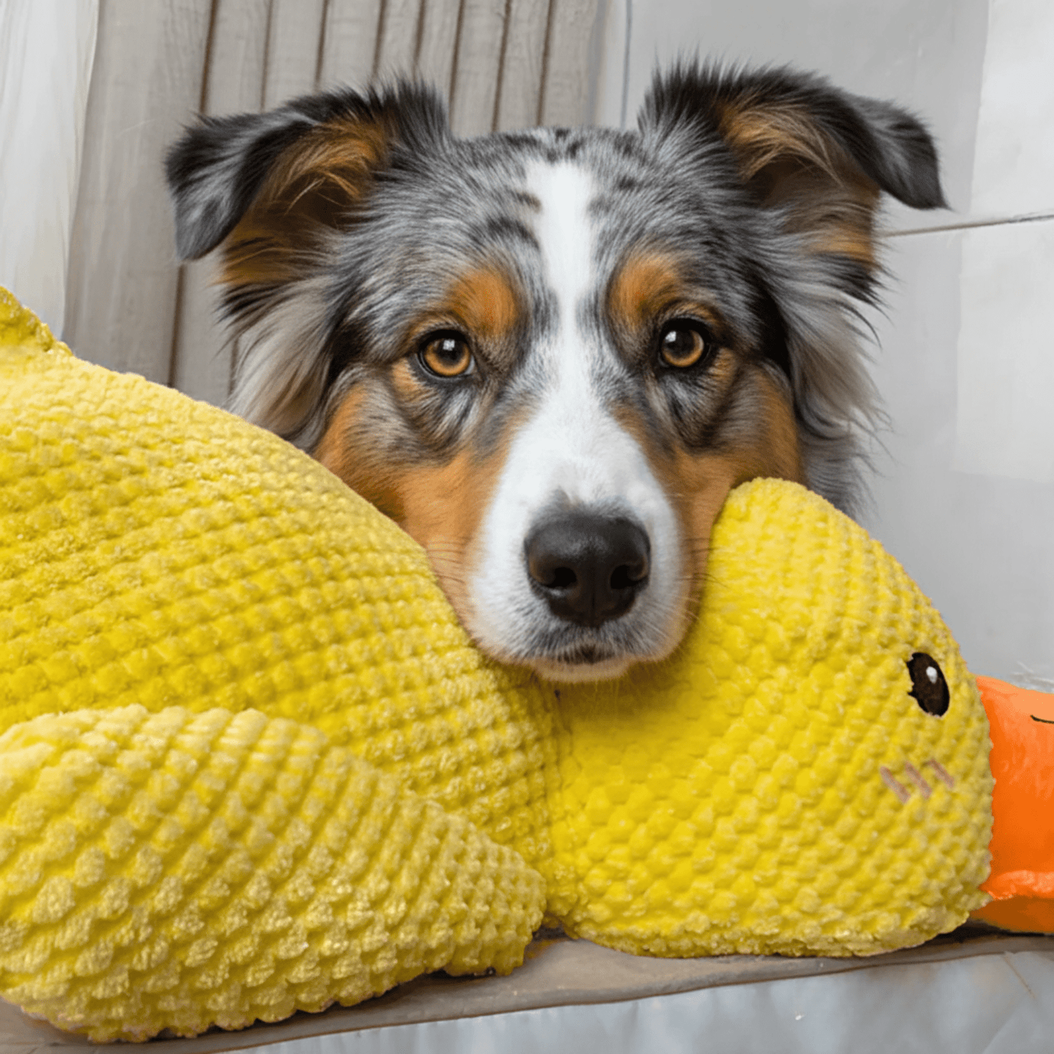 ZenDuck™ - Canard anti - stress - Le TroneCanin